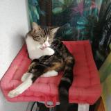 Foto del gato perdido en Thonon Les Bains