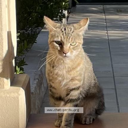Foto 2/2 Gato encontrado Encontrado en Colomiers