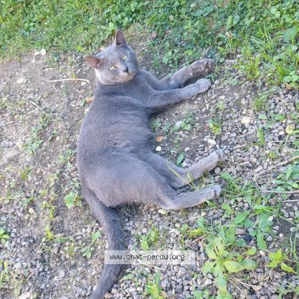 Foto 1/1 Max Chat perdido en Berulle