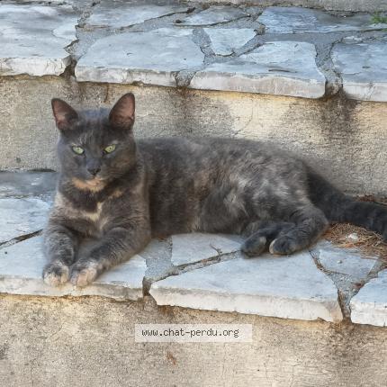 Foto 2/4 Gato encontrado Encontrado en La seyne sur mer