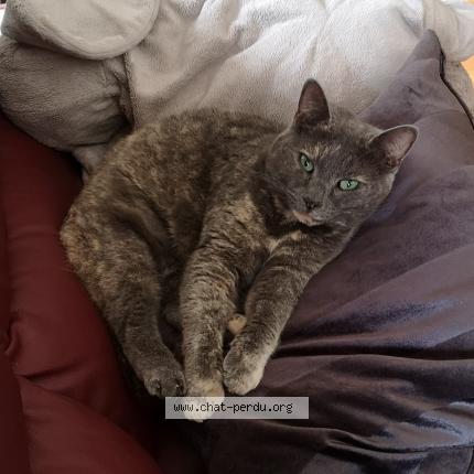 Foto 3/4 Gato encontrado Encontrado en La seyne sur mer