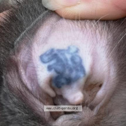 Foto 4/4 Gato encontrado Encontrado en La seyne sur mer