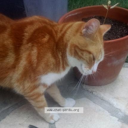 Foto 1/1 Diva Chat perdido en Cournonterral