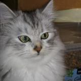 Foto del gato perdido en Toulouse