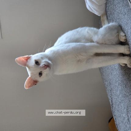 Foto 1/1 Wilo Chat perdido en Plourhan