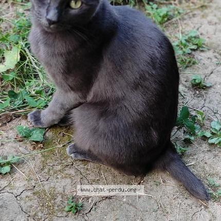 Foto 1/1 Moumou Chat perdido en Montpellier