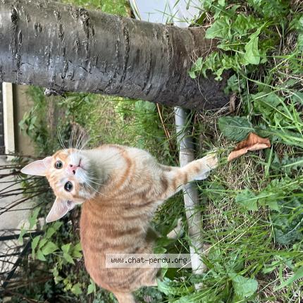 Foto 1/1 Gato encontrado Encontrado en Poissy