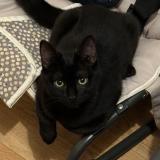 Foto del gato perdido en Rennes