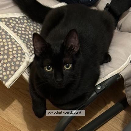 Foto 1/1 Robine Chat perdido en Rennes