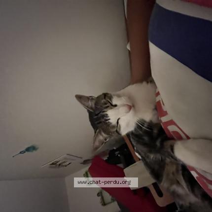 Foto 1/1 Salem Chat perdido en Le puy en velay