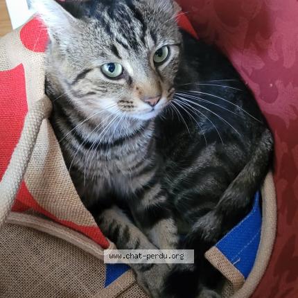 Foto 1/1 CHTIO Chat perdido en Choussy