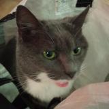 Foto del gato perdido en Acigne