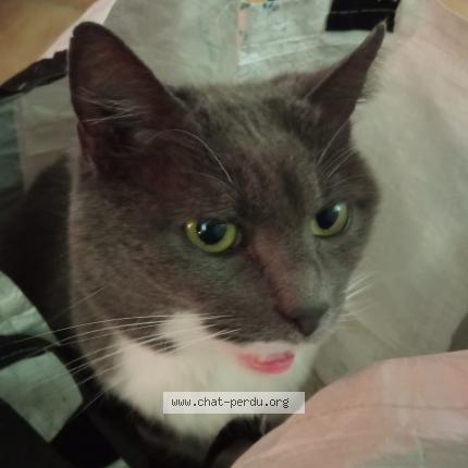 Foto 1/1 Kaoline Chat perdido en Acigne