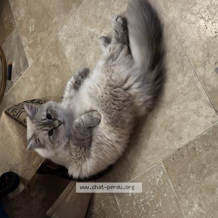 Foto 1/1 Fluffy Chat perdido en Fay les etangs