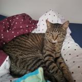 Foto del gato perdido en Bourbourg