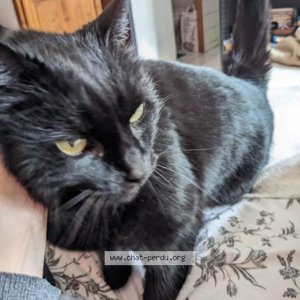 Foto 1/1 Aswad Chat perdido en Lambersart