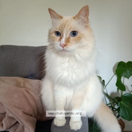 Foto 1/1 Ngolo Chat perdido en Noyal muzillac