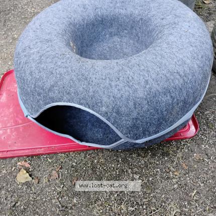 Foto 1/1 Janice Enfield Chat perdido en Seattle