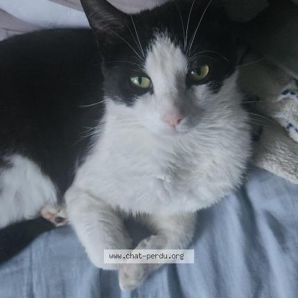 Foto 1/1 Rifi Chat perdido en Pernes les fontaines