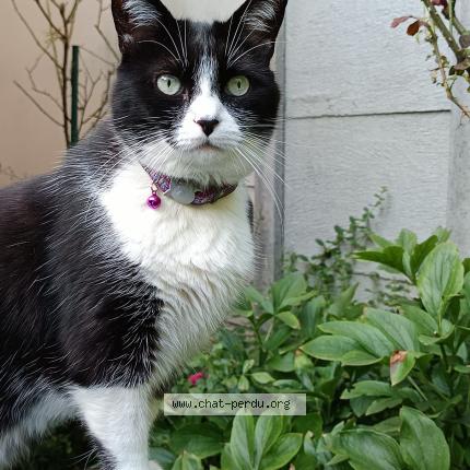 Foto 1/1 ORION Chat perdido en Vitry sur seine