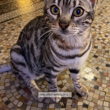 Foto 1/1 Diego Chat perdido en Dijon