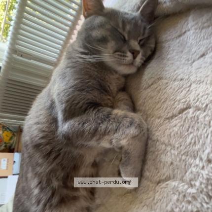 Foto 1/1 Nana Chat perdido en Bruxelles