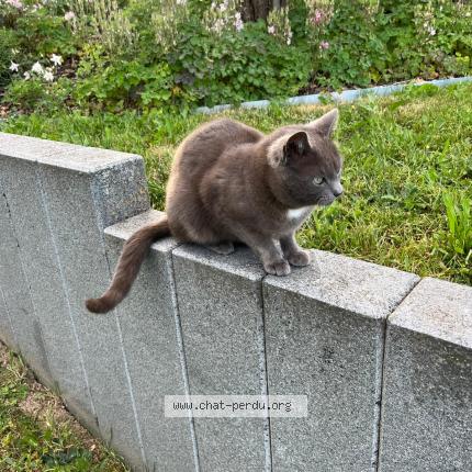 Foto 1/1 Gris-gris Chat perdido en Obersoultzbach
