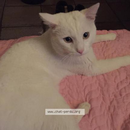 Foto 1/1 Attila Chat perdido en Begles