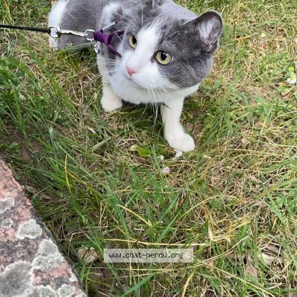 Foto 1/1 Bébé Rey Chat perdido en Albi