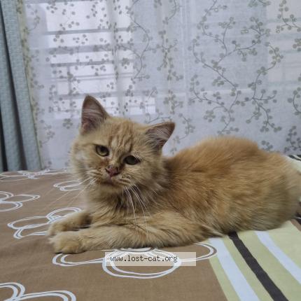 Foto 1/1 Zoji Chat perdido en Islamabad