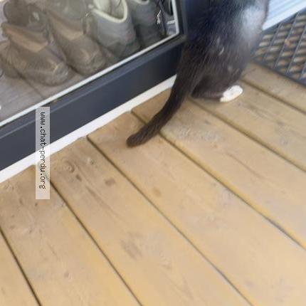 Foto 1/1 Gato encontrado Encontrado en Carnac