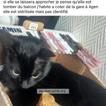 Foto 1/1 Thea Chat perdido en Agen