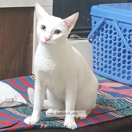 Foto 1/1 Miki Chat perdido en Pune