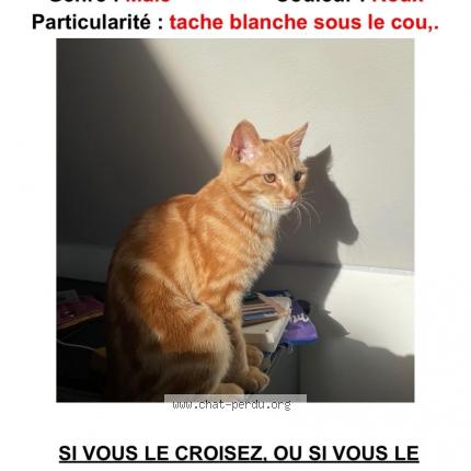 Foto 1/1 Rookie Chat perdido en Verneuil sur avre