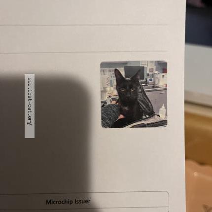 Foto 1/1 Gato encontrado Encontrado en High point