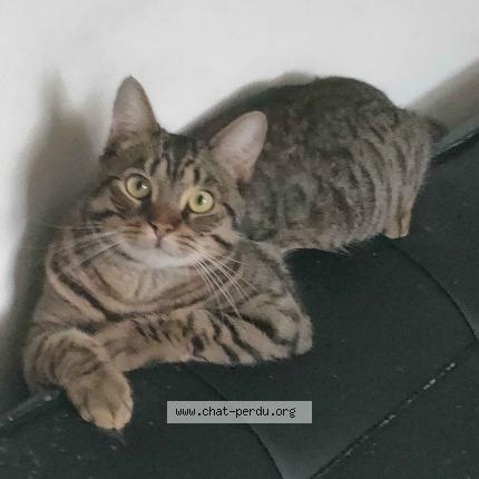 Foto 1/1 BUL Chat perdido en L hay les roses