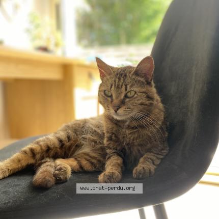 Foto 1/1 Mimi Chat perdido en Le teich