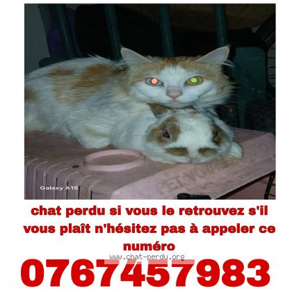 Foto 1/1 Mimi Chat perdido en Toulouse