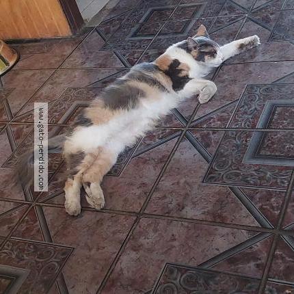 Foto 1/1 Lissi Chat perdido en Santiago