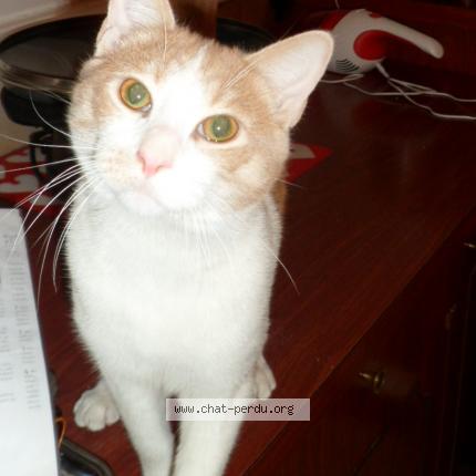 Foto 1/1 Oscar Chat perdido en Vanves