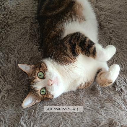 Foto 1/1 Bilbo Chat perdido en Bruges