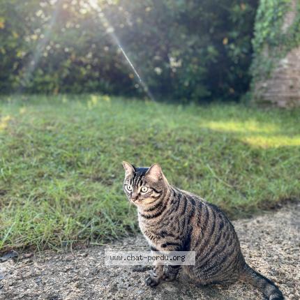 Foto 1/1 Sirus Chat perdido en Antony