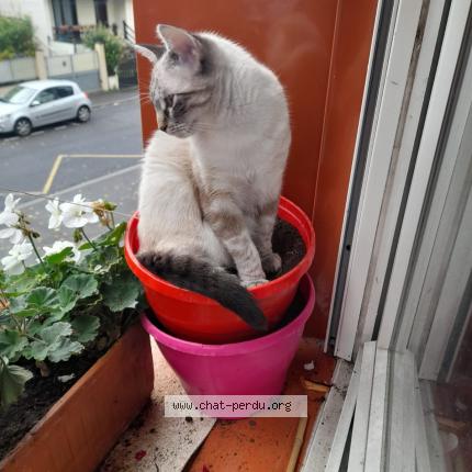 Foto 1/1 Rocco Chat perdido en Arcueil