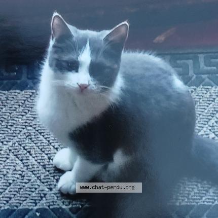 Foto 1/1 Milou Chat perdido en Mayres lieu dit cubelles