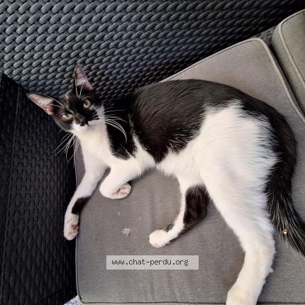 Foto 1/1 Willow Chat perdido en Azille