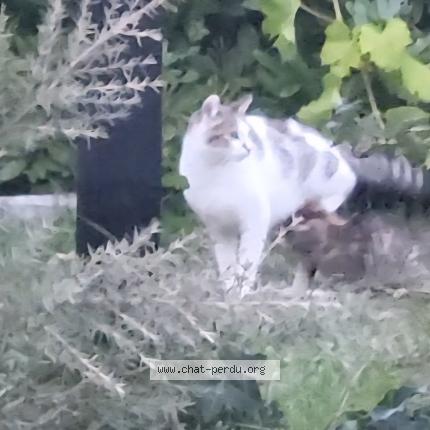 Foto 1/1 Gato encontrado Encontrado en Riantec