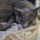 Foto del gato perdido en Tassin La Demi Lune