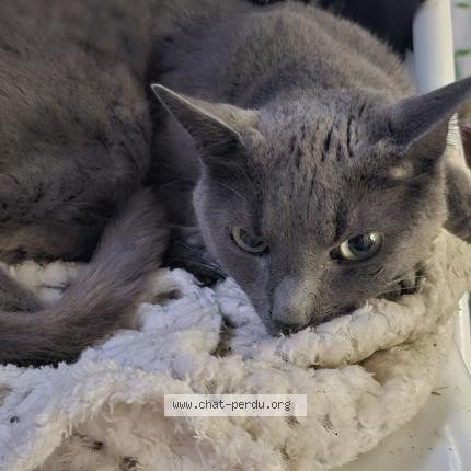 Foto 1/4 Tigris Chat perdido en Tassin la demi lune