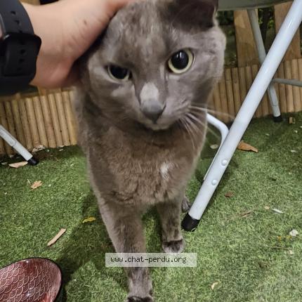 Foto 2/4 Tigris Chat perdido en Tassin la demi lune