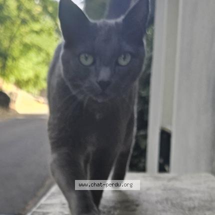 Foto 3/4 Tigris Chat perdido en Tassin la demi lune